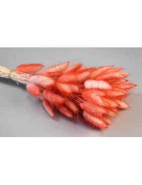 Lagurus, ombre