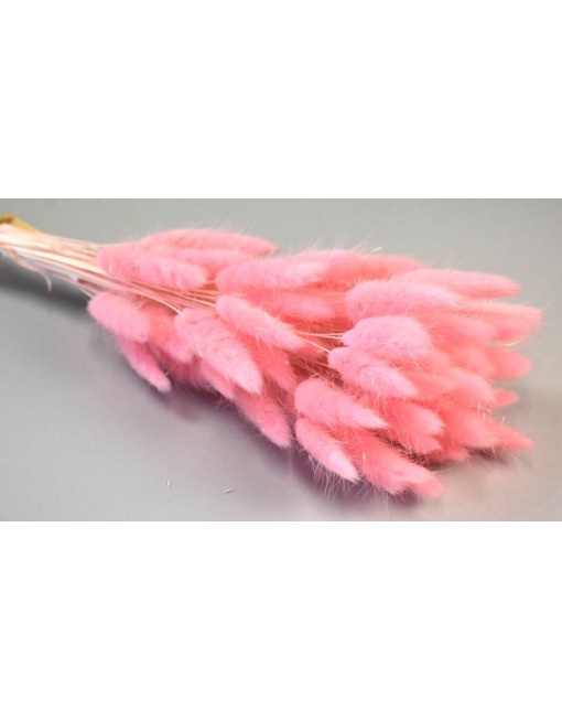 Lagurus, ombre
