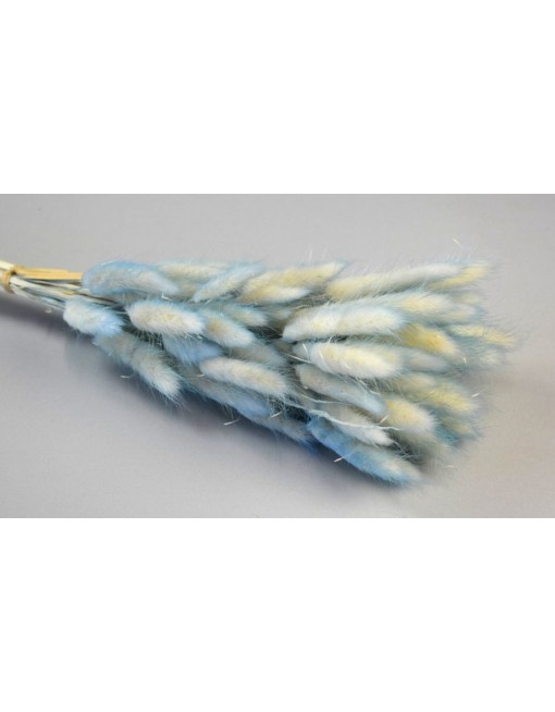 Lagurus, ombre