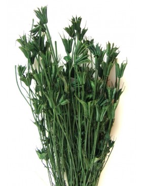 Nigella orientale