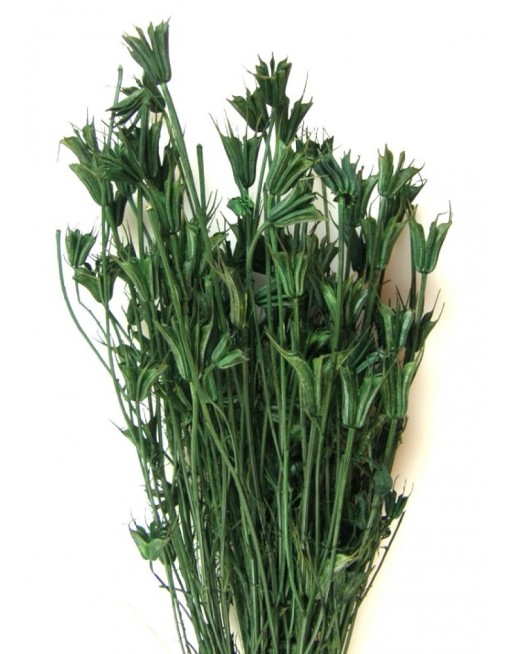 Nigella orientale