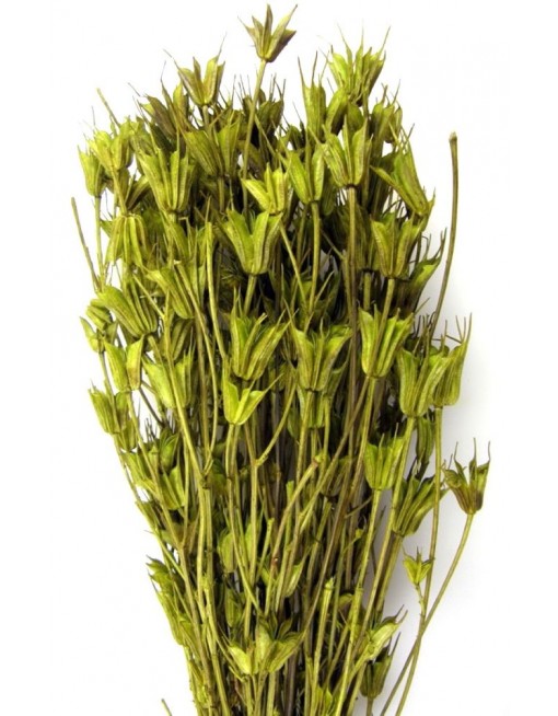 Nigella orientale