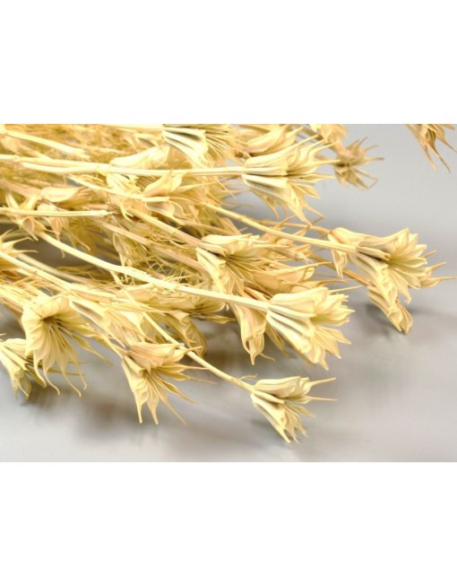 Nigella orientale, fehérített