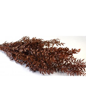 Ruscus, egész csomag