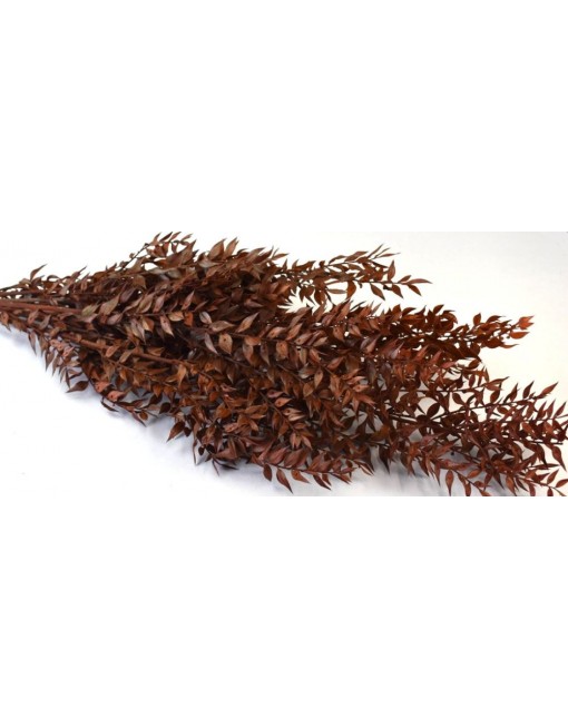 Ruscus, egész csomag