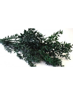 Ruscus, egész csomag