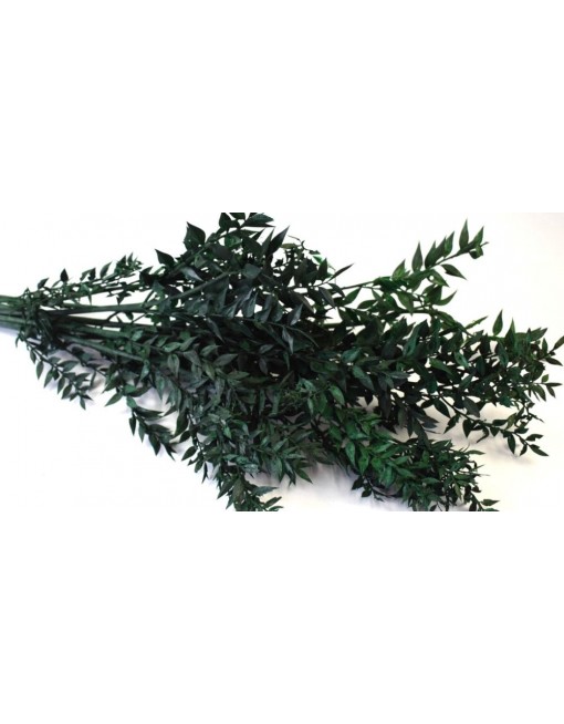 Ruscus, egész csomag