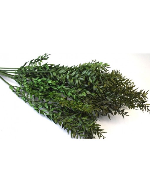 Ruscus, egész csomag