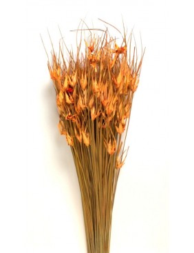 Tulipánfű, egész csomag