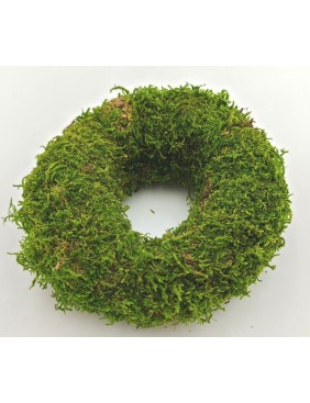 Moha alap, 10 cm