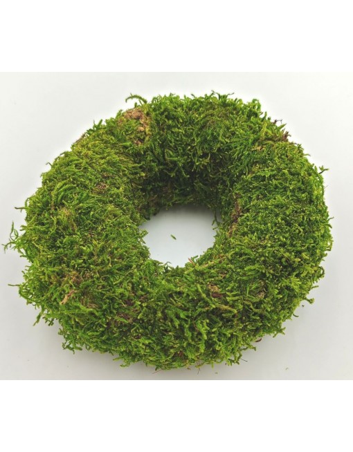 Moha alap, 10 cm