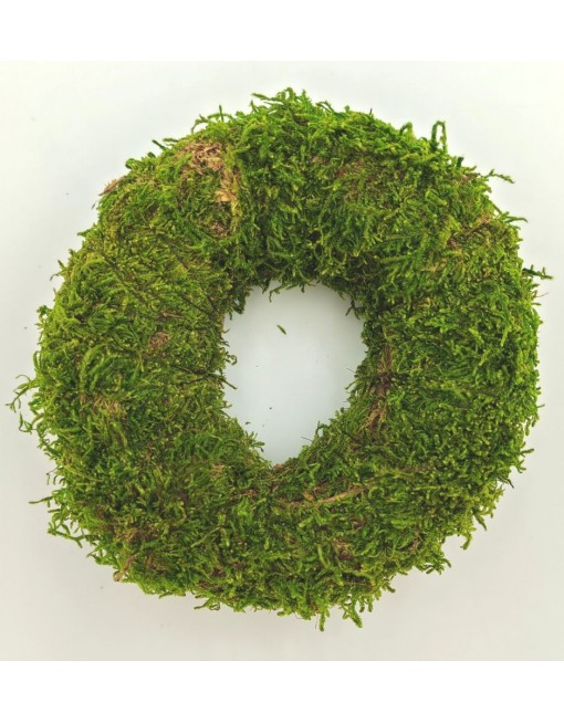 Moha alap, 10 cm