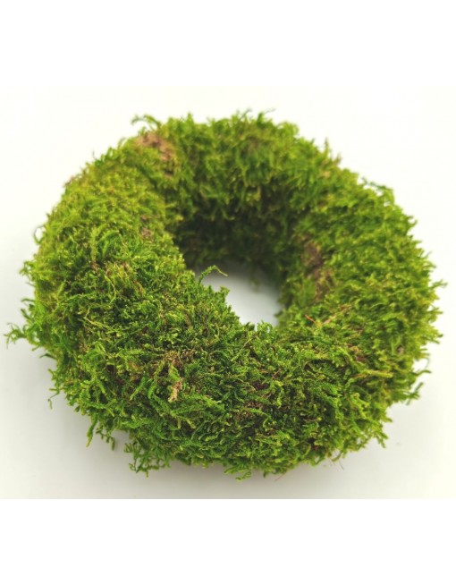 Moha alap, 10 cm