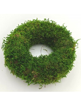 Moha alap, 12 cm