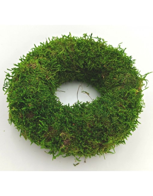 Moha alap, 12 cm