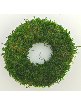 Moha alap, 12 cm