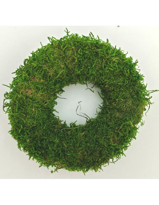 Moha alap, 12 cm