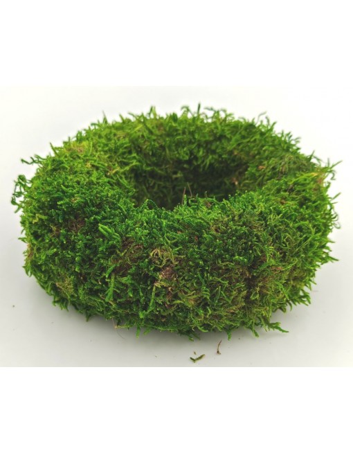 Moha alap, 12 cm