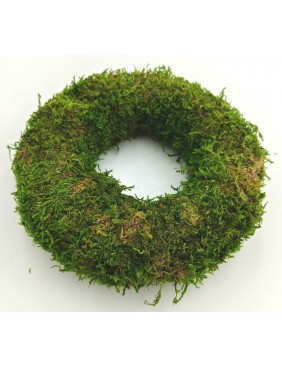 Moha alap, 15 cm