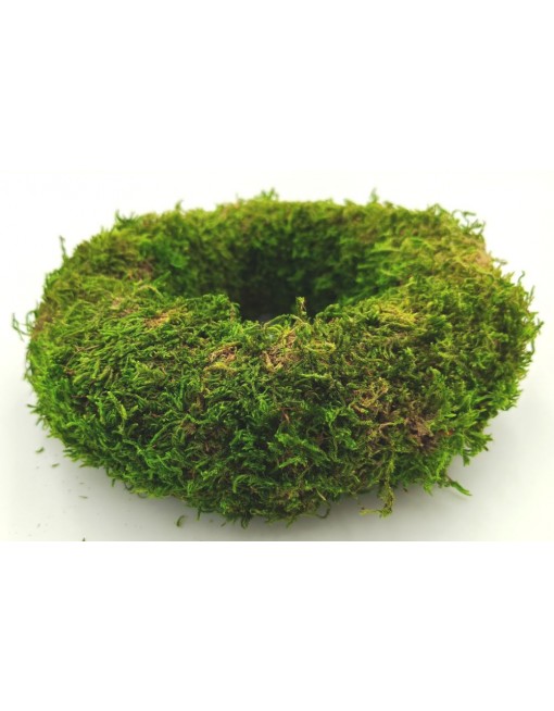 Moha alap, 15 cm
