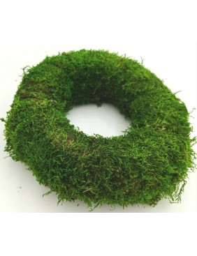 Moha alap, 20 cm