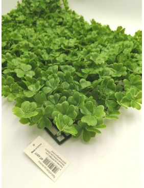 Zöld növényes szőnyeg