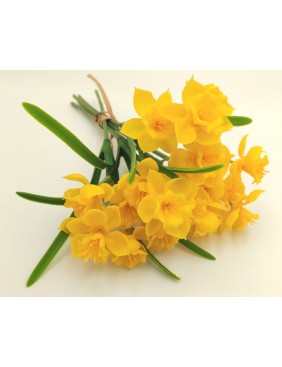 Nárcisz köteg, sárga