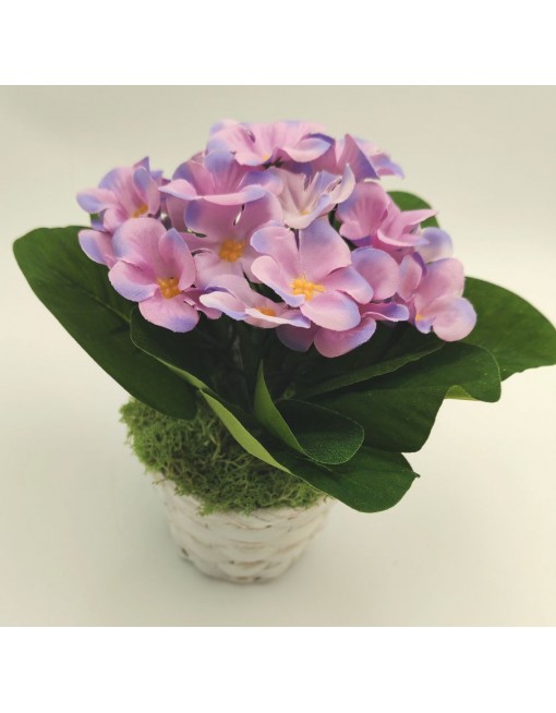 Selyem fokföldi ibolya kaspóban