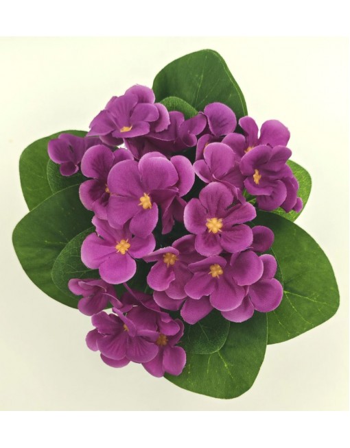 Selyem fokföldi ibolya kaspóban