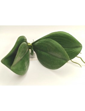 Orchidea levél Orchidea levél